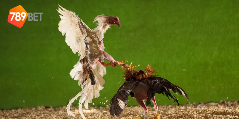 Kỹ năng cần có để đặt cược đấu gà chuyên nghiệp thành công