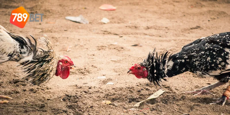 Lưu ý khi cược đá gà mỹ chiến