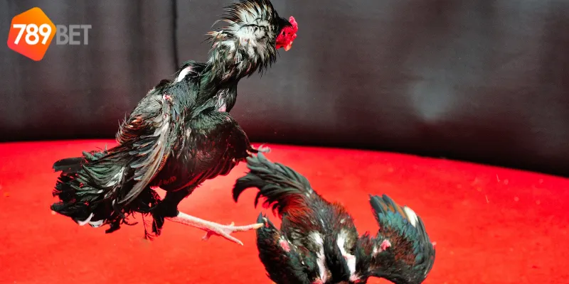 Mẹo chiến thắng trong đấu trường gà sắt Philippines