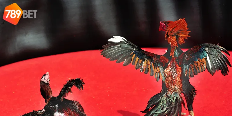 Nghiên cứu kỹ thông tin giúp tăng cơ hội thắng trong đá gà cựa tròn truyền thống