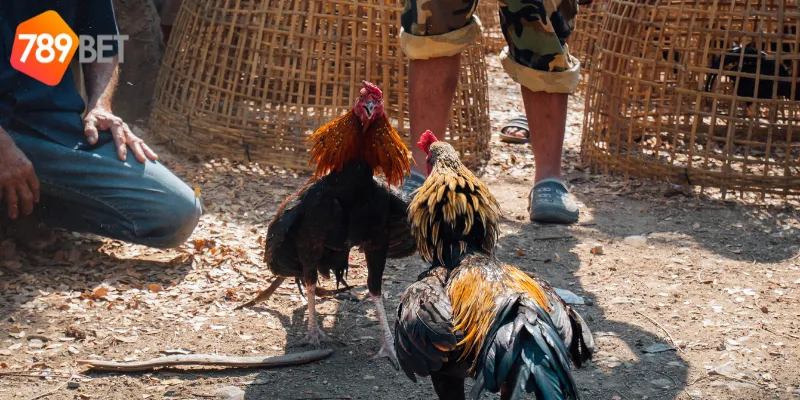 Quy tắc cơ bản của đá gà thần tốc online