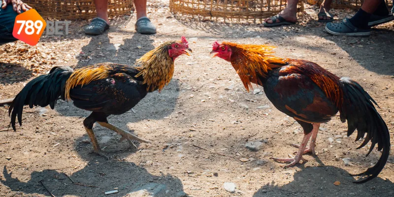 Sự khác biệt của đá gà Mỹ Chiến
