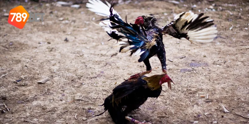 Yếu tố ảnh hưởng đến đá gà cựa tròn truyền thống