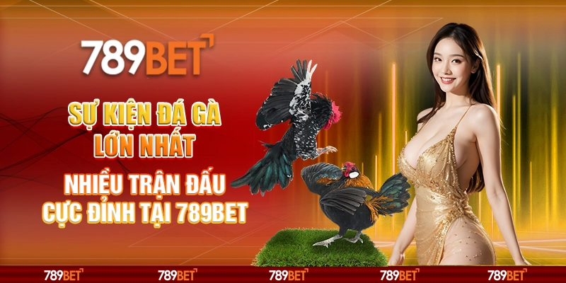 Sự Kiện Đá Gà Lớn Nhất: Nhiều Trận Đấu Cực Đỉnh Tại 789BET