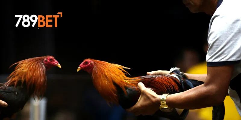 Các loại cược trong đấu trường gà huyền thoại