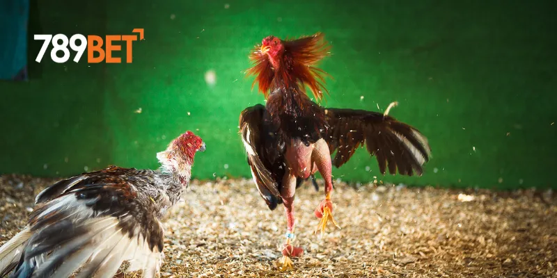 Các sự kiện đá gà lớn nhất được tổ chức thường xuyên