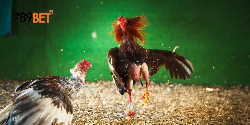 Các trận đấu đá gà sinh tử nổi bật