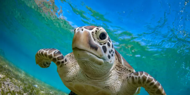 Những ý nghĩa của mơ thấy con rùa