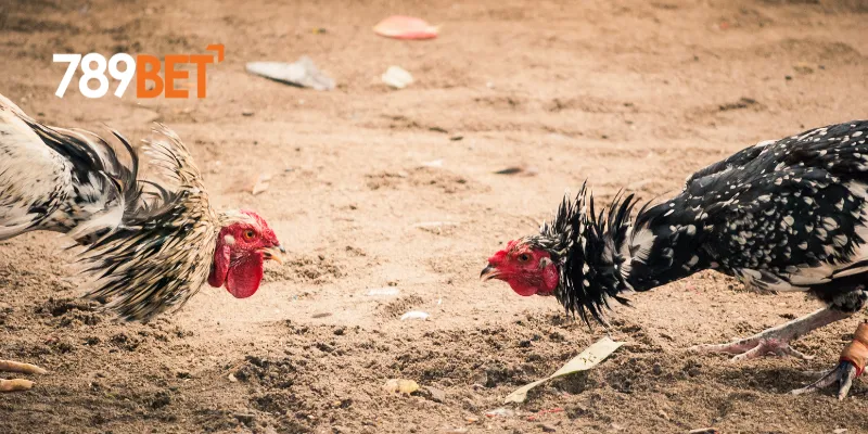 Cách tham gia các sự kiện đá gà lớn nhất