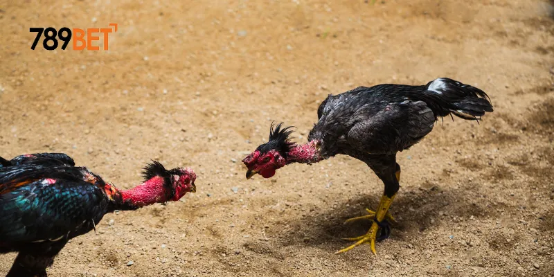 Chiến thuật chọn gà trong đá gà sinh tử