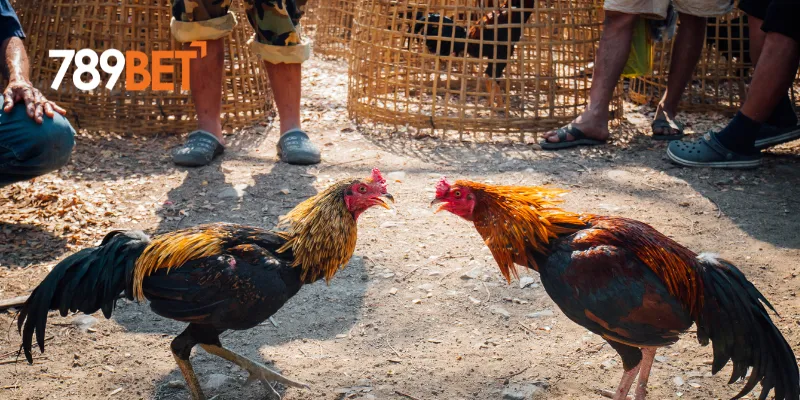 Chiến thuật thắng đấu trường gà huyền thoại