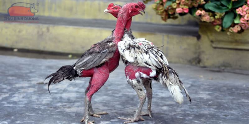 Học cách tham gia trò chơi này