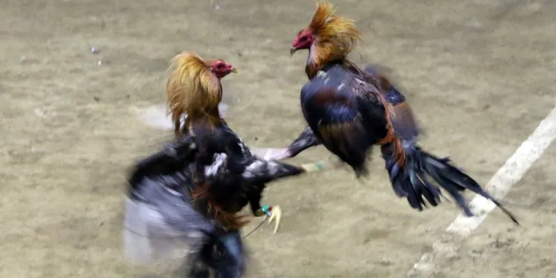 Điểm đặc biệt khi tham gia vào trực tiếp đá gà c1 được thích nhất