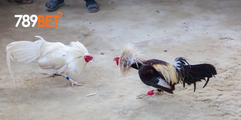 Điểm nổi bật của đấu trường gà huyền thoại