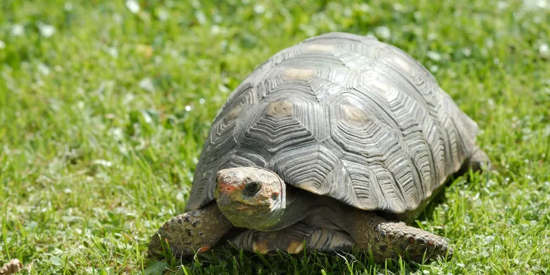 Giải mã điềm báo khi mơ thấy con rùa