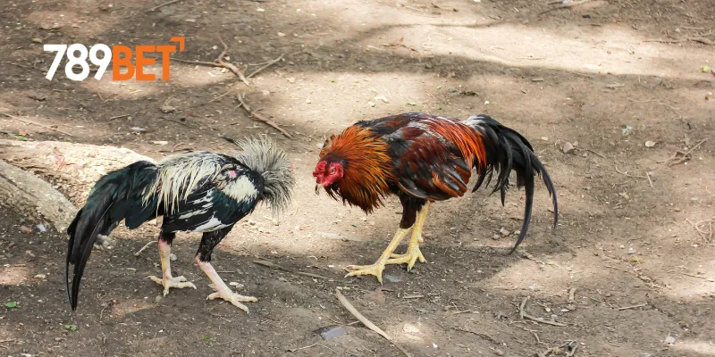Những trận đấu nảy lửa tại sự kiện đá gà lớn nhất hành tinh