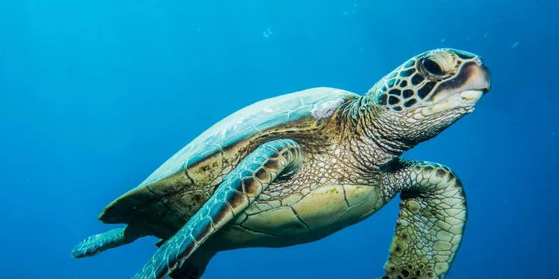 Cách sử dụng giấc mơ thấy con rùa vào cuộc sống