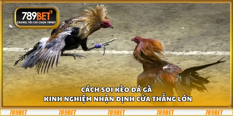 Cách soi kèo đá gà – Kinh nghiệm nhận định cửa thắng lớn