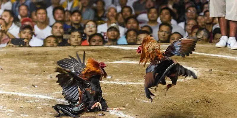 Giới thiệu cơ bản về đá gà và kèo cược đá gà