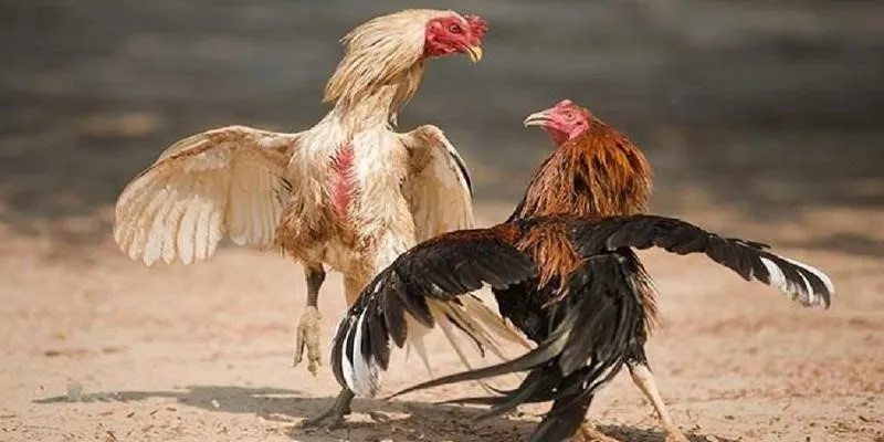 Những loại kèo đá gà nào thường gặp nhất?